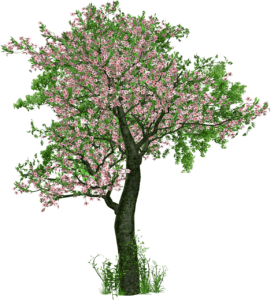 cherry blossom, flowers, tree-1511608.jpg