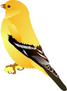 bird, animal, american goldfinch-34663.jpg