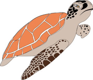 sea turtle, animal, wildlife-1300198.jpg